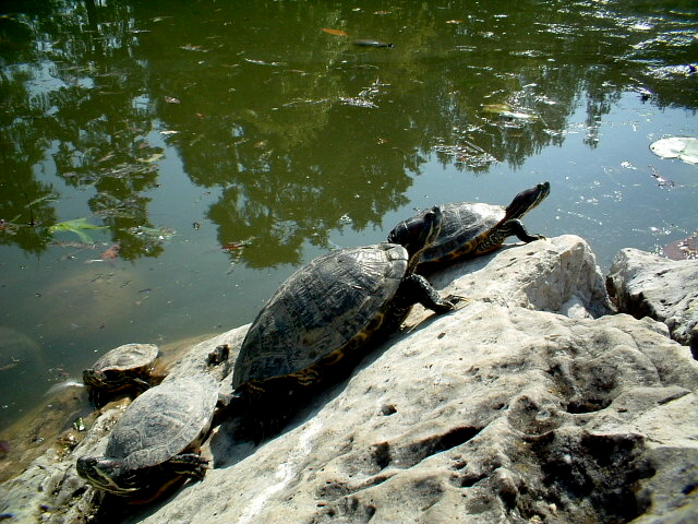 Trachemys scripta elegans